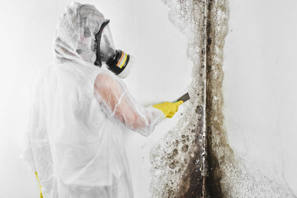 Best Mold Cleaning Services  in Marshall, TX