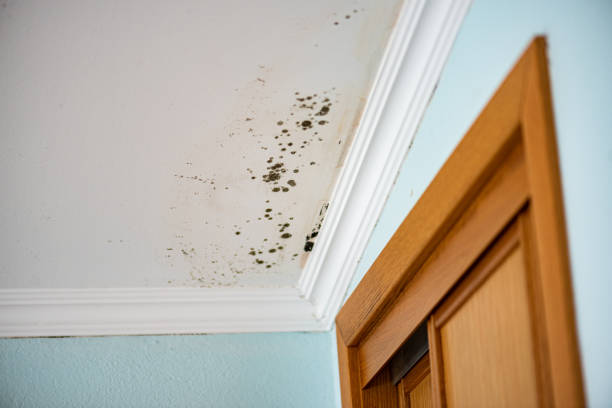 Best Mold Remediation  in Marshall, TX