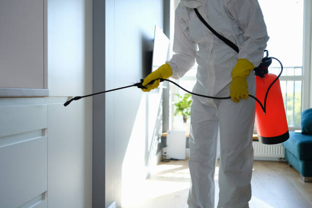Best Black Mold Removal  in Marshall, TX