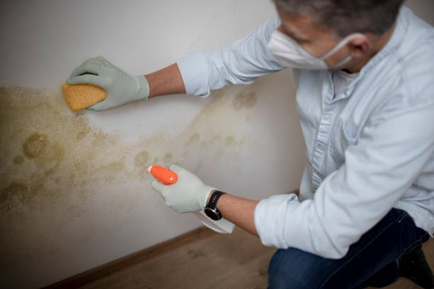 Best Home Mold Removal  in Marshall, TX