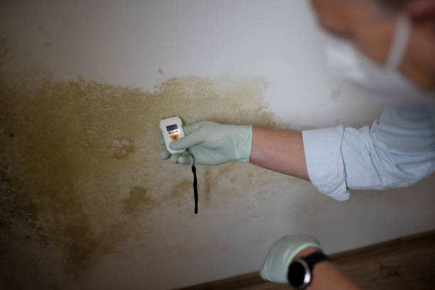 Attic Mold Removal in Marshall, TX