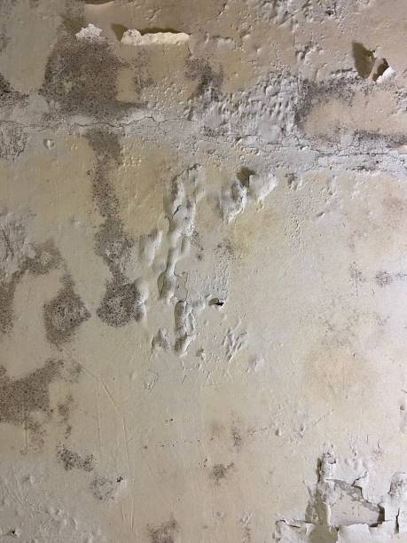 Best Affordable Mold Removal  in Marshall, TX