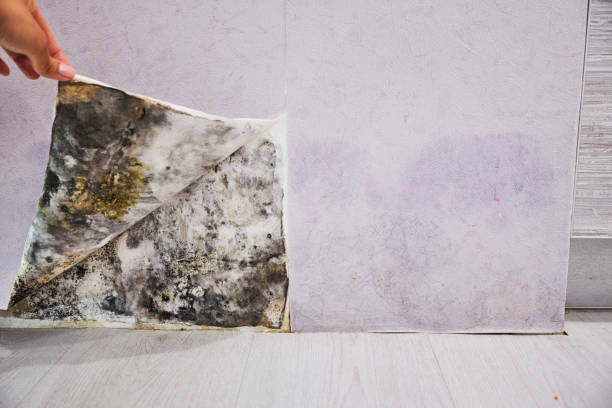 Best Mold Remediation  in Marshall, TX